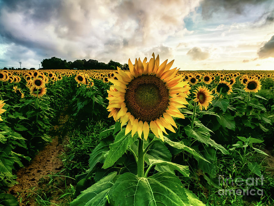 Sunflower People Photograph by Alissa Beth Photography