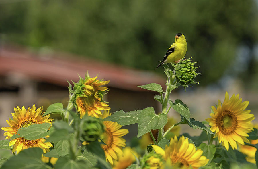 Sunflower Perch, American Goldfinch Photograph by Christy Cox