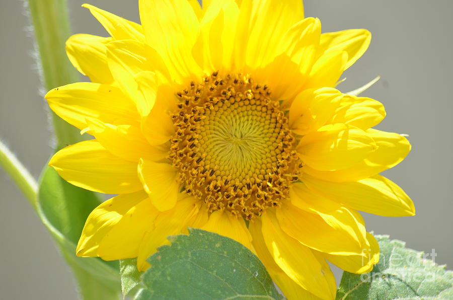Sunflower Perfection Photograph by Maria Urso
