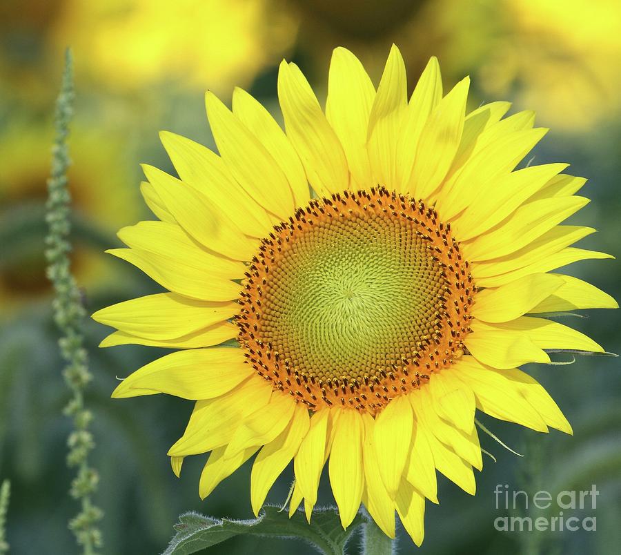 Sunflower Perfection Photograph by Robin Erisman - Fine Art America