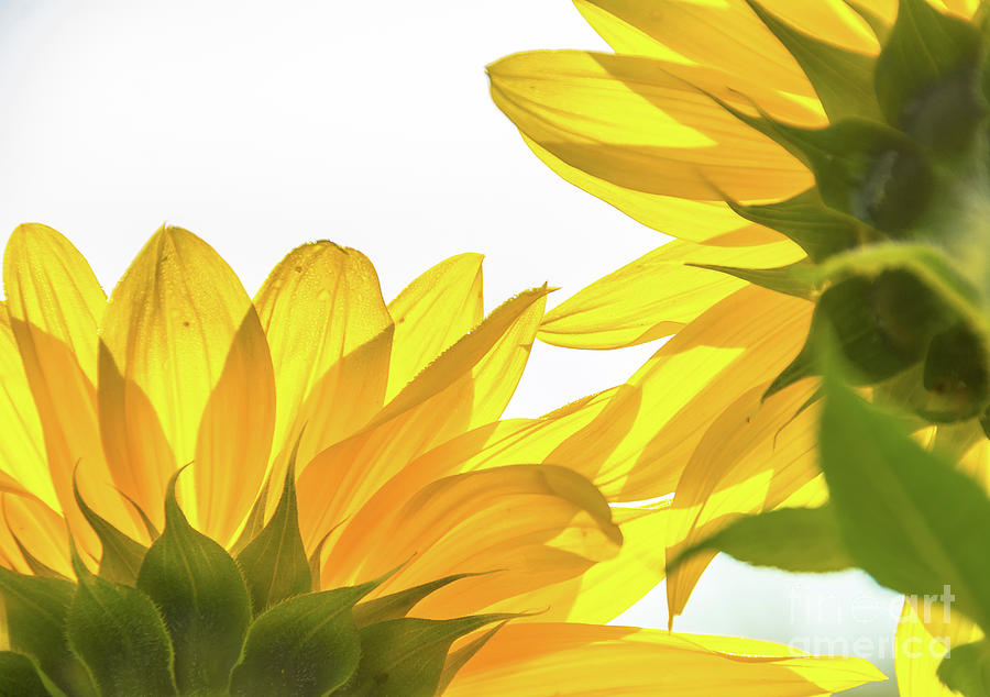 Sunflower Petals Photograph by Cheryl Baxter