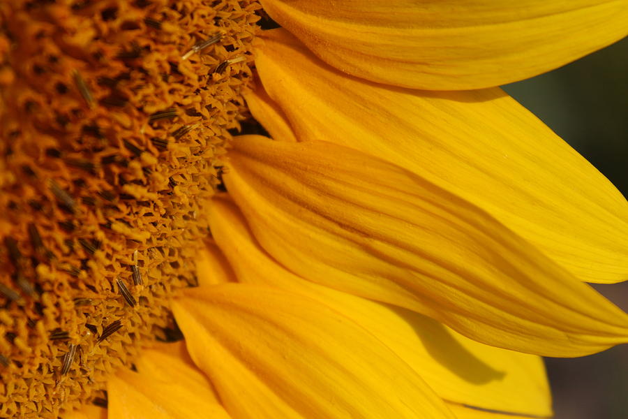 Sunflower Petals Photograph by Fiona Kennard