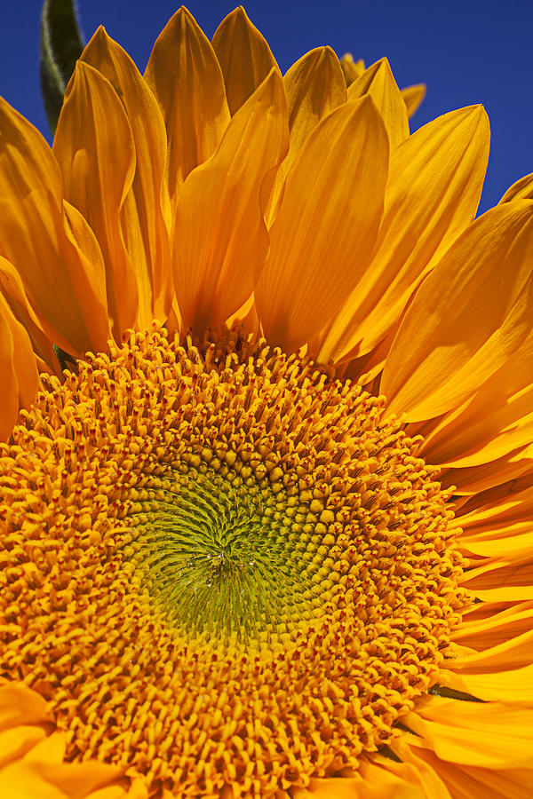Sunflower Photograph - Sunflower petals by Garry Gay