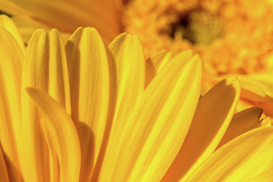 Sunflower Petals II Photograph by SR Green
