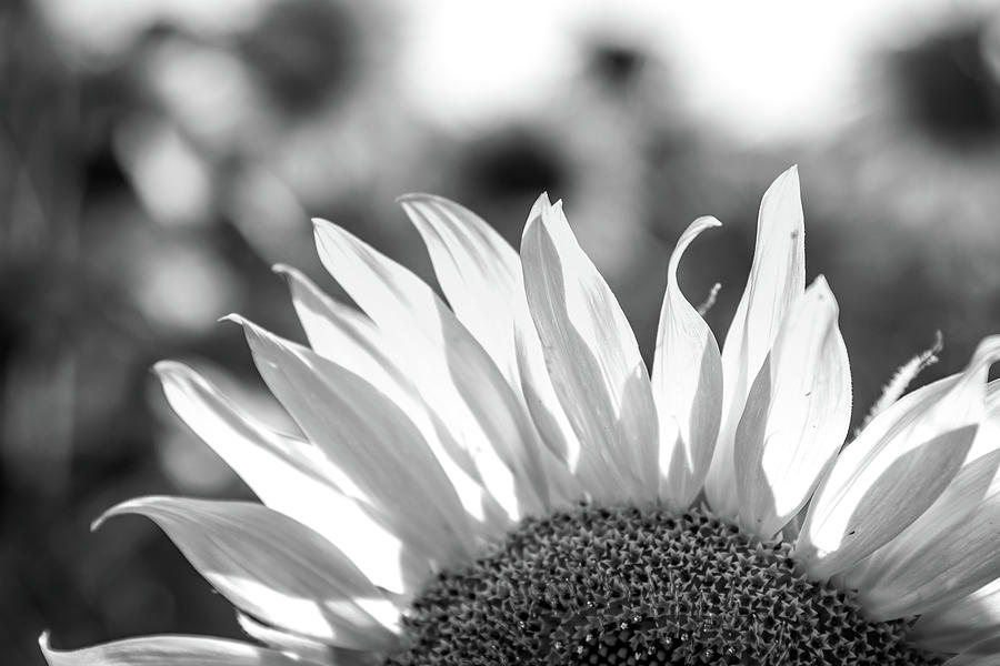 Sunflower Petals in Black and White Photograph by Anthony Doudt
