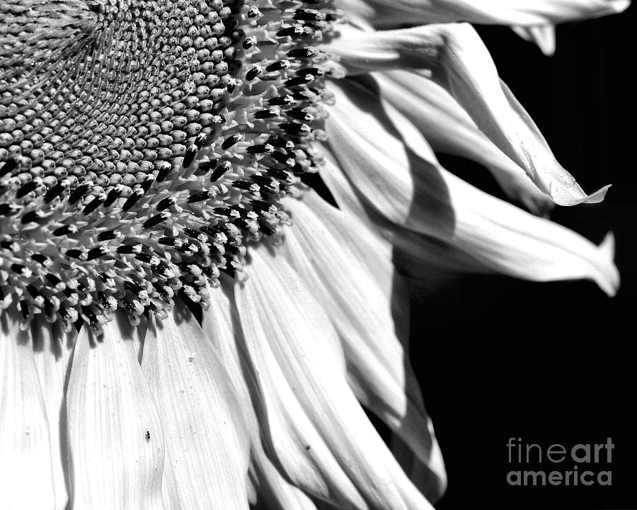 Sunflower Petals In Black And White Photograph by Smilin Eyes Treasures
