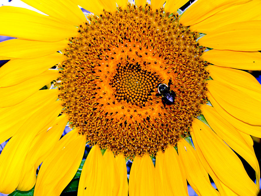 Sunflower Petals Photograph by Natalie Holland