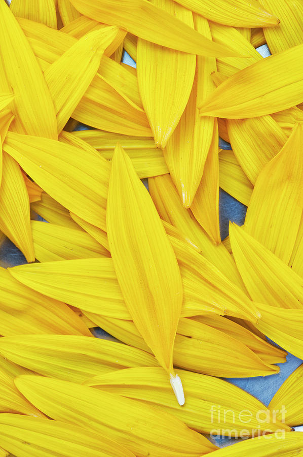 Sunflower Petals Photograph by Tim Gainey