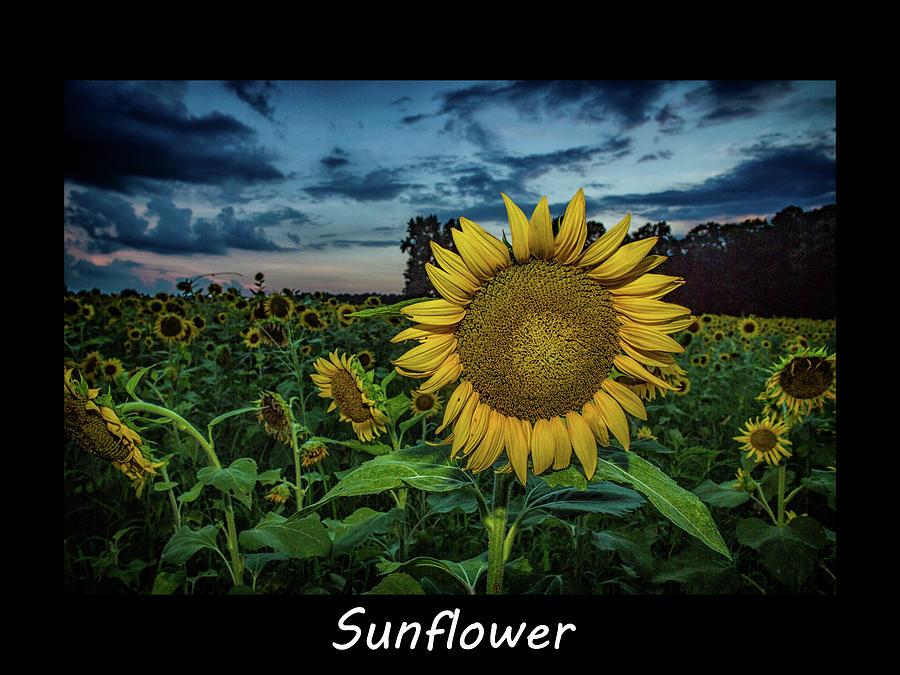 Beautiful Photograph - Sunflower by Pete Federico Beautiful Photograph - Sunflower by Pete Federico