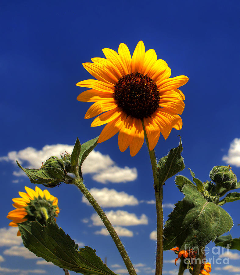 Landscape Photograph - Sunflower by Pete Hellmann Landscape Photograph - Sunflower by Pete Hellmann