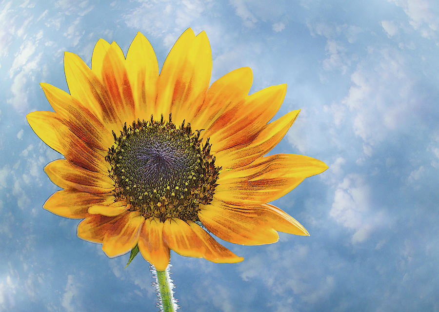 Sunflower Photo Cloudy Sky Photograph by Patti Deters