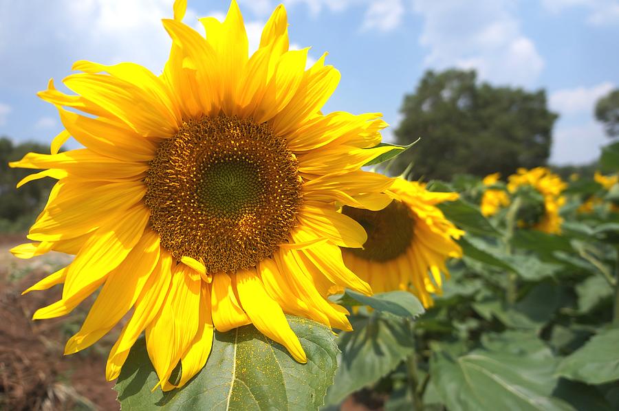 Sunflower Photograph Photograph by Color Color