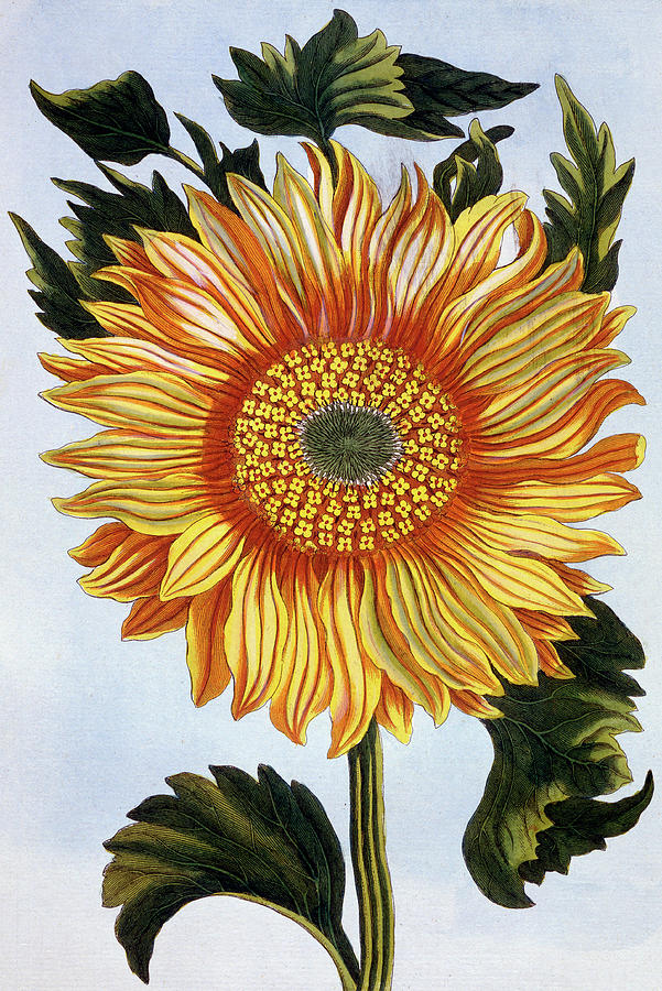 Sunflower Painting - Sunflower by Pierre-Joseph Buchoz