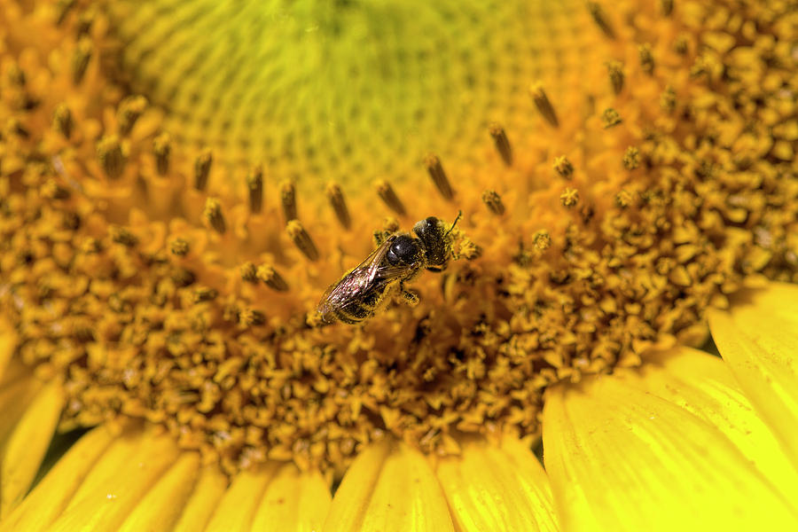 Sunflower Photograph - Sunflower Pollinator  by Kathy Clark