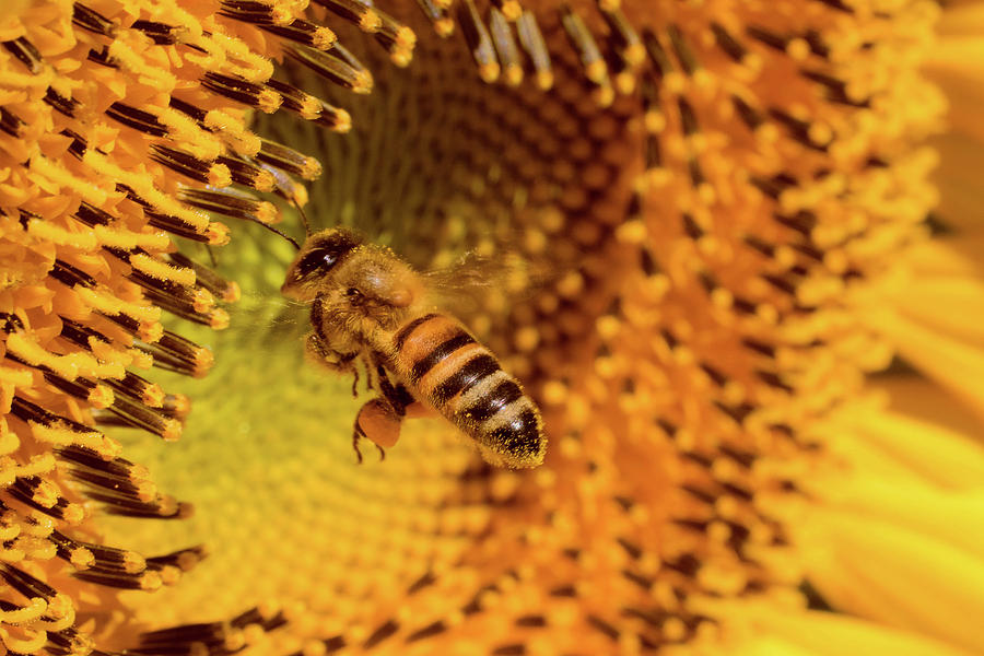 Sunflower Pollinator Photograph by Susan Grove - Fine Art America