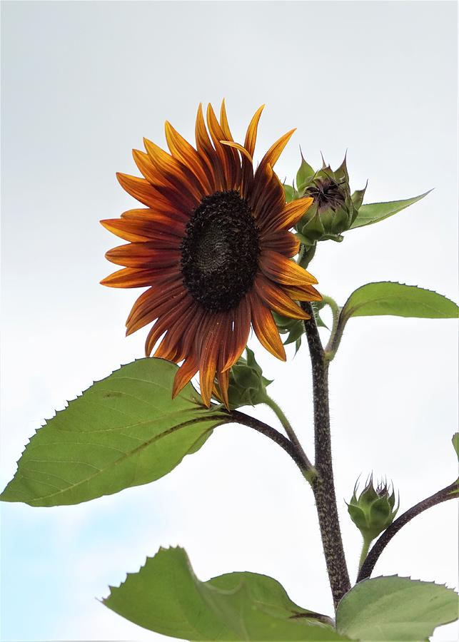 Sunflower Portrait 2 Photograph by Karen Beasley
