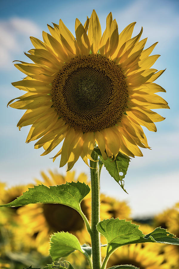 Sunflower Portrait Photograph by Anthony Doudt