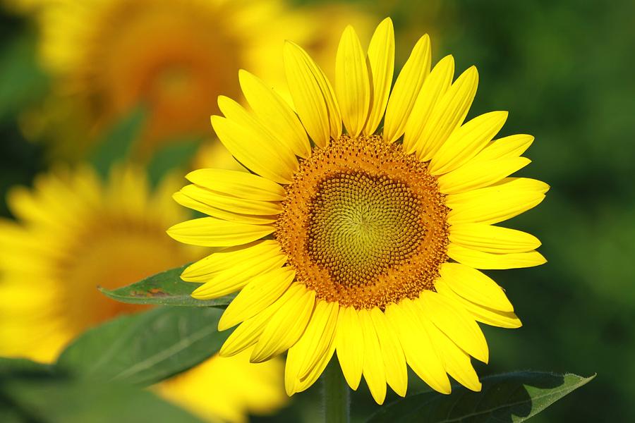 A Sunflower Portrait Photograph by Christopher Miles Carter - Fine Art ...