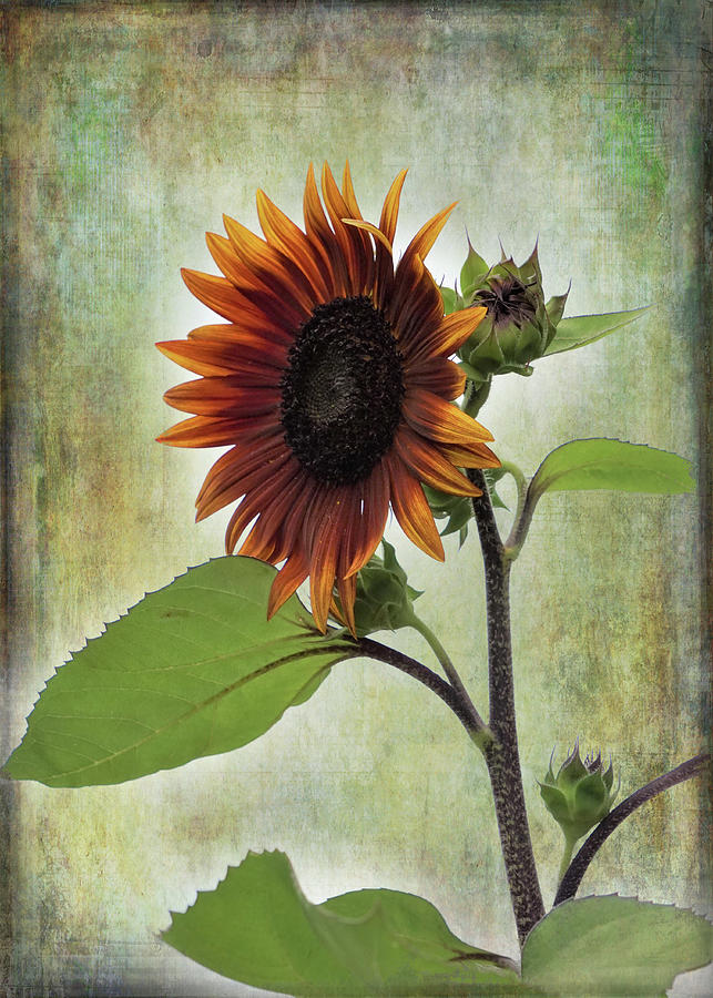 Sunflower Portrait Photograph by Karen Beasley