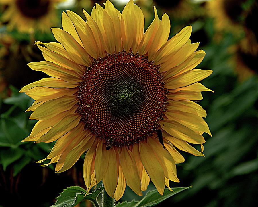Sunflower Portrait Photograph by Karen McKenzie McAdoo
