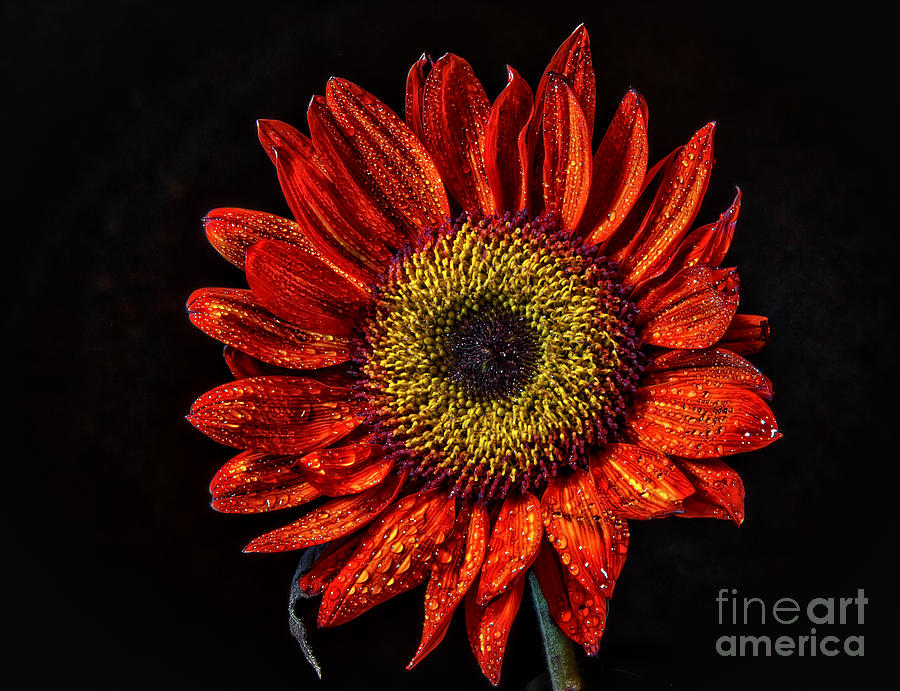 Sunflower Photograph - Sunflower Portrait  by Mitch Shindelbower