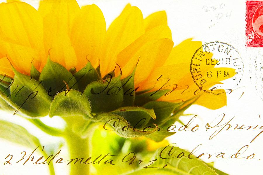 Sunflower Postcard Photograph by Clare Bevan