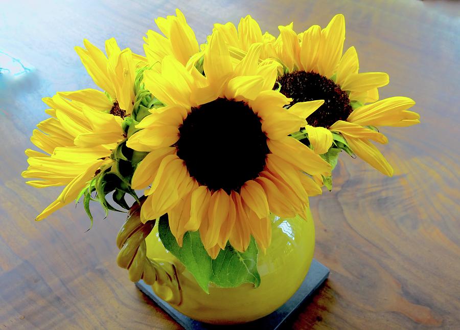 Sunflower Pot Photograph by Alida M Haslett