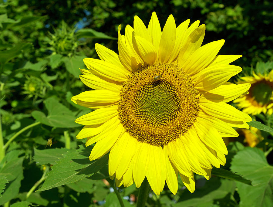 Sunflower power Photograph by David Freuthal
