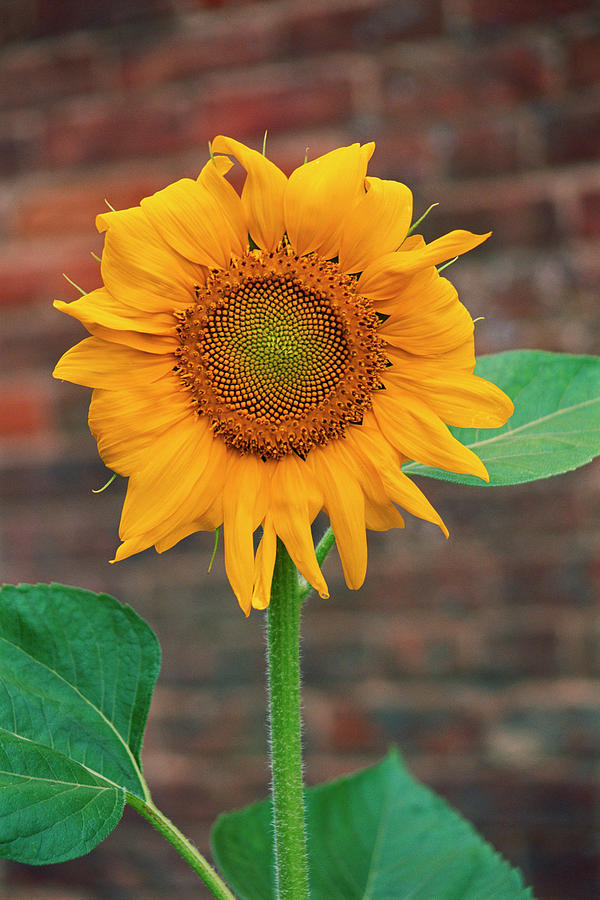 Sunflower Power Photograph by Jim Benest