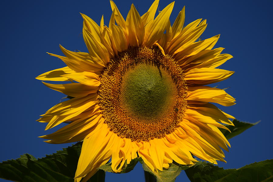 Sunflower Power Photograph by Jimmy Chuck Smith