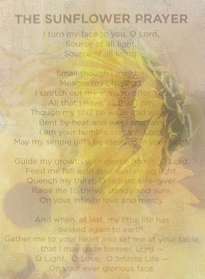 Sunflower Prayer Photograph by Mary Timman