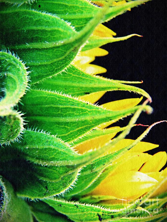 Sunflower Photograph - Sunflower Profile by Sarah Loft