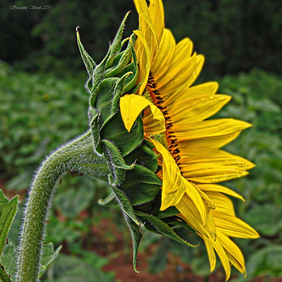 Summer Photograph - Sunflower Profile by Suzanne Stout