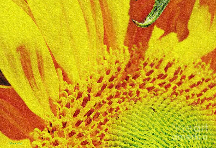 Sunflower Quadrant 1 Photograph by Sarah Loft