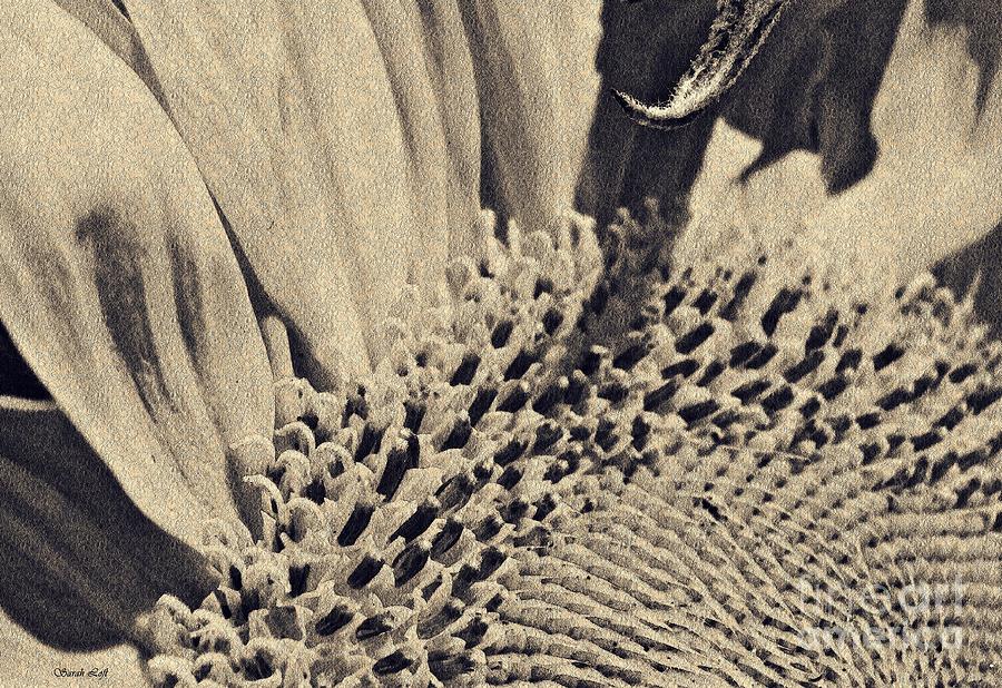 Sunflower Photograph - Sunflower Quadrant 2 by Sarah Loft
