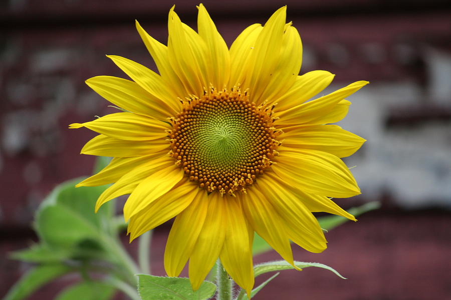 Sunflower Queen Photograph by Aggy Duveen