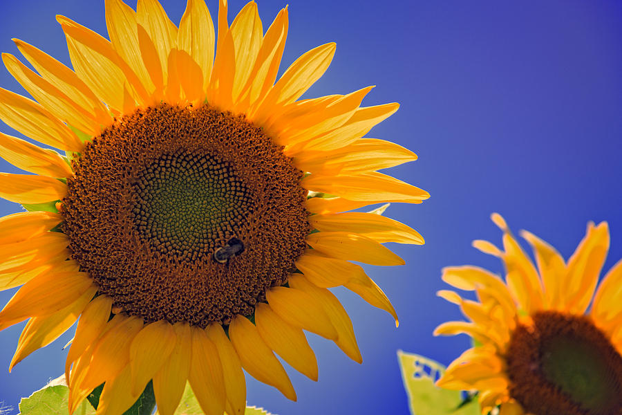 Sunflower Photograph - Sunflower Radiance by Rick Berk