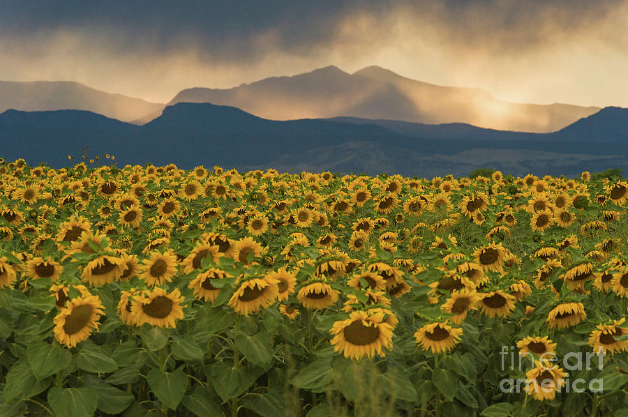 Sunflower Rain Dance Photograph by Greg Summers