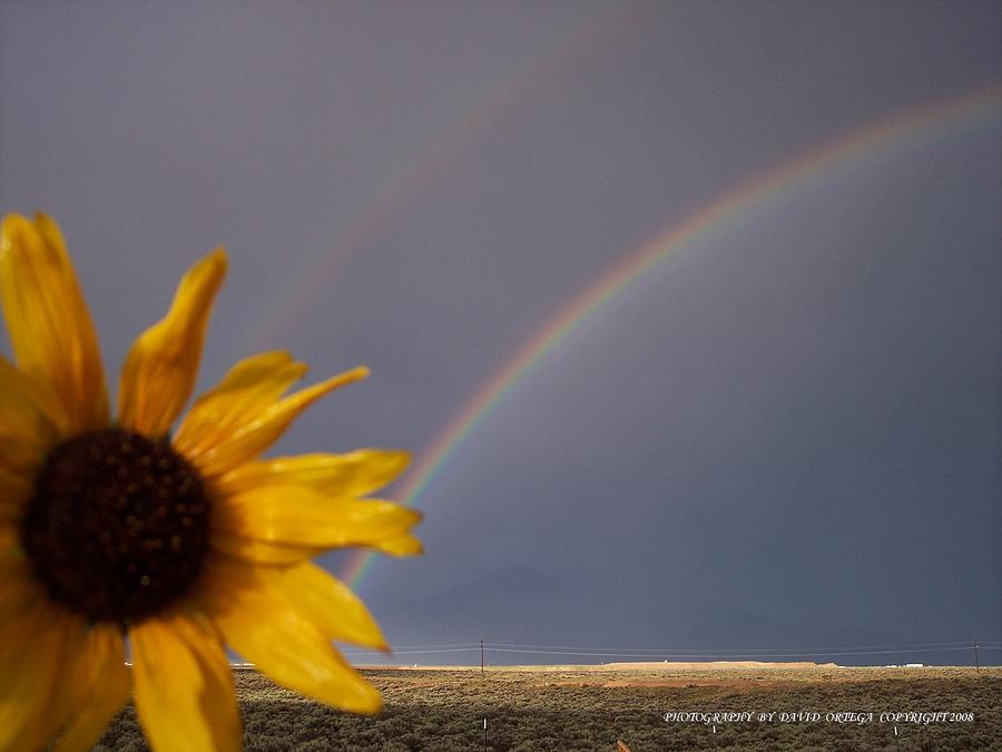 Sunflower Photograph - Sunflower Rainbow by David Ortega