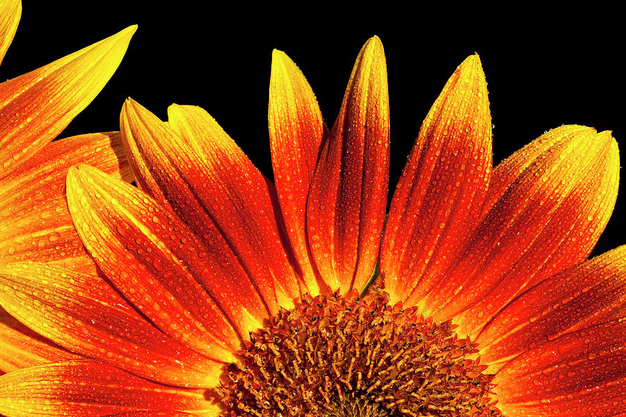 Sunflower Raindrops Photograph