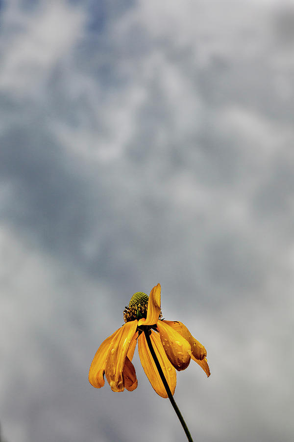 Sunflower Raindrops and Clouds Photograph by Robert Ullmann