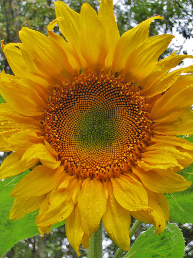 Sunflower Photograph by Raquel Rogers | Fine Art America
