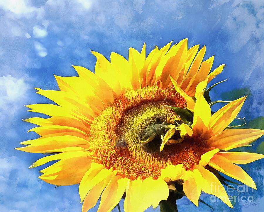 Sunflower - Reach Photograph by Janine Riley