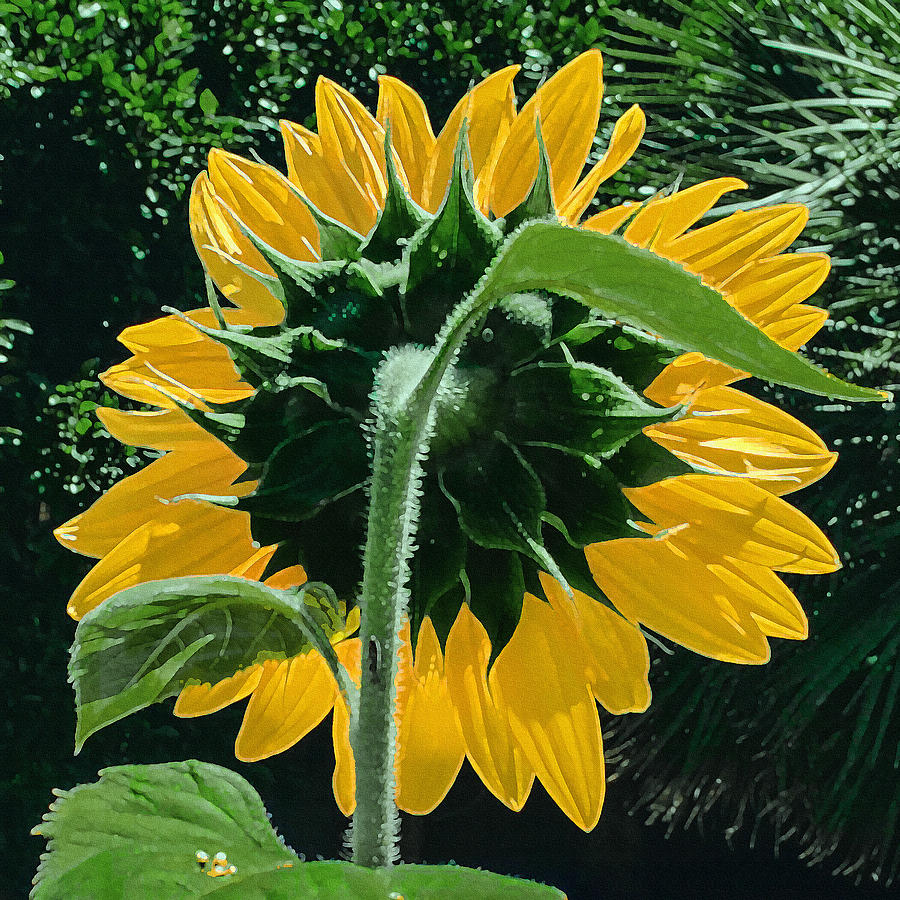 Sunflower Rear Photograph by Stan  Magnan