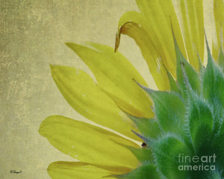 Sunflower Digital Art by Rebecca Langen