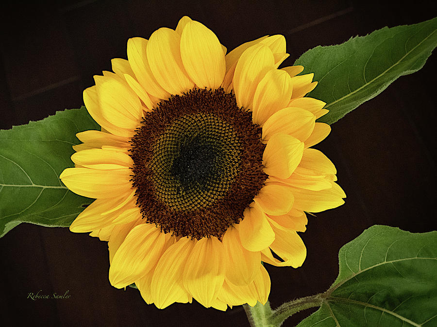 Sunflower Photograph by Rebecca Samler