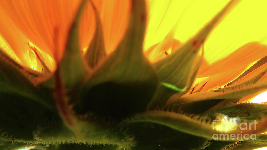 Sunflower  Recharge Photograph by Eunice Warfel