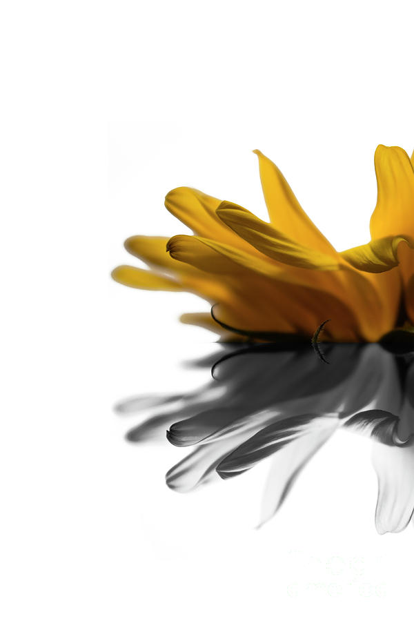 Sunflower Photograph - Sunflower Reflection by Angela Porschmann