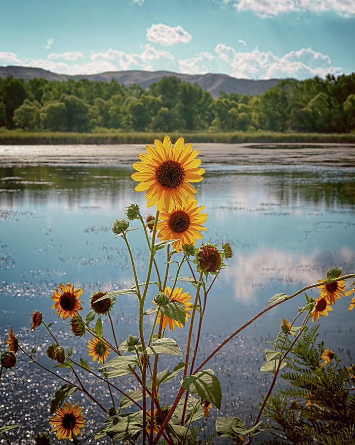 Sunflower Reflections Photograph by Susan Rissi Tregoning