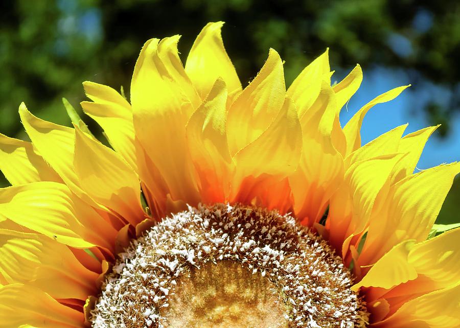 Sunflower Replica Photograph by Robert Wilder Jr